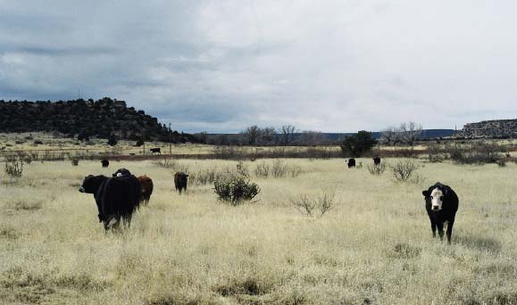 Cattle grazing dry yellow grass