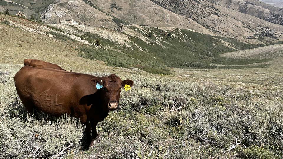 Cattle grazing in foothills