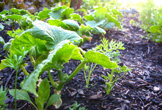 Carrots and cucumbers planted closely in mulch to conserve space and water.