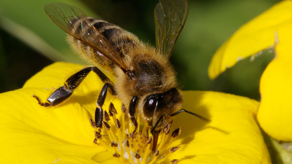 Honey bee foraging on a yellow flower