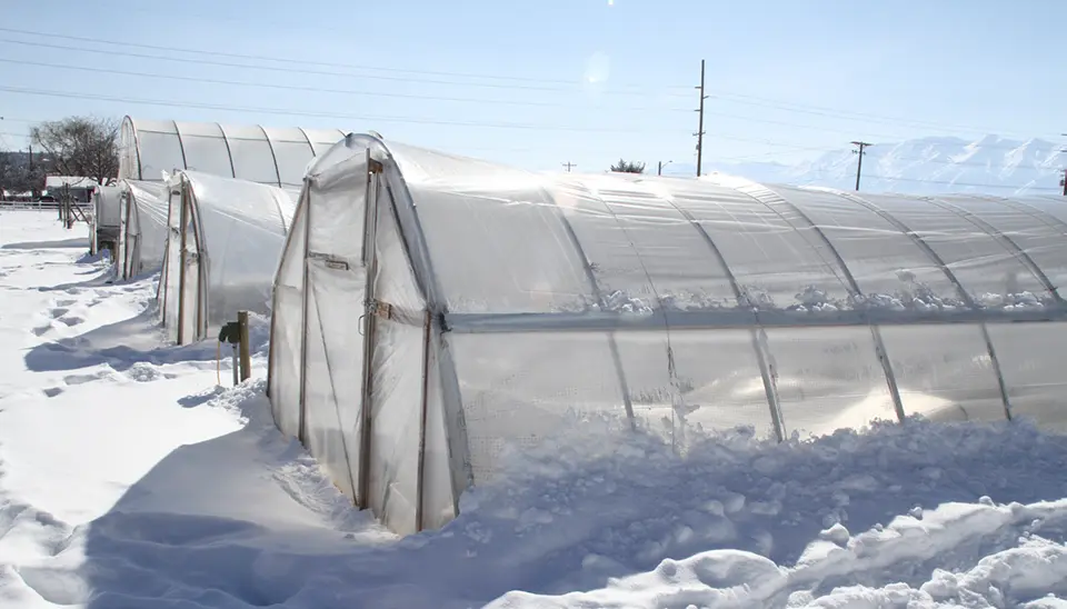 A row of hoop houses in the snow
