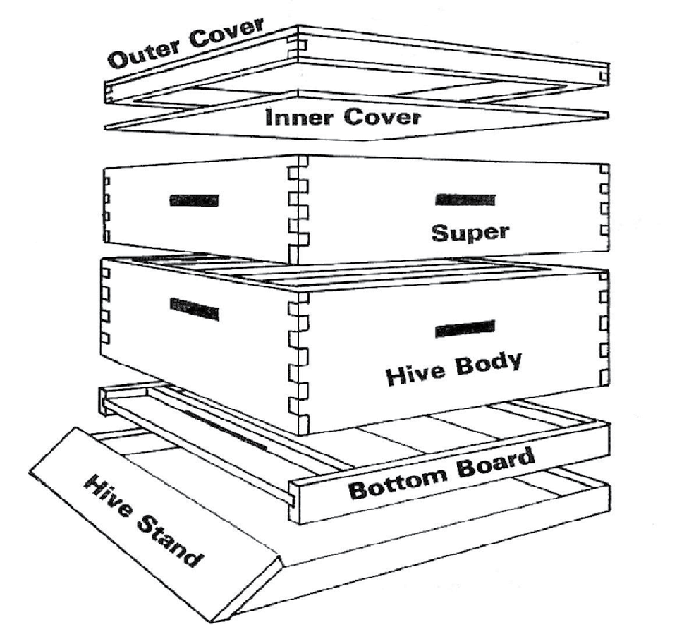 Labeled components of a beehive from top to bottom: outer cover, inner cover, super, hive body, bottom board and hive stand