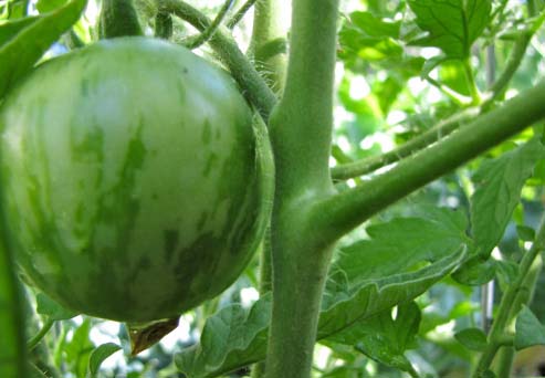 Unripe green tomato on a plant