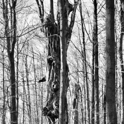 Inaugural Lecture with Dr. Roslynn McCann