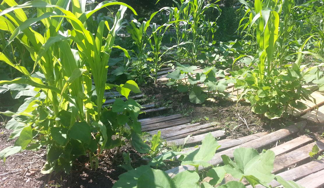Corn, squash and beans planted in three-sisters fashion