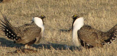 Male sagegrouse in grass