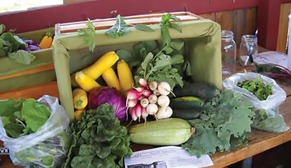 Crate of vegetables, including cucumbers, greens, squash and raddishes