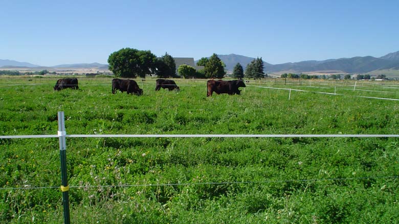 Black cattle in a green pasture surrounded by temporary electric fencing