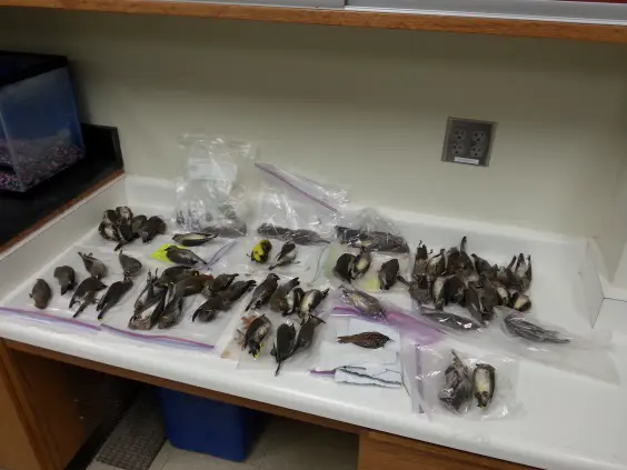 Collection of deceased birds on a lab counter