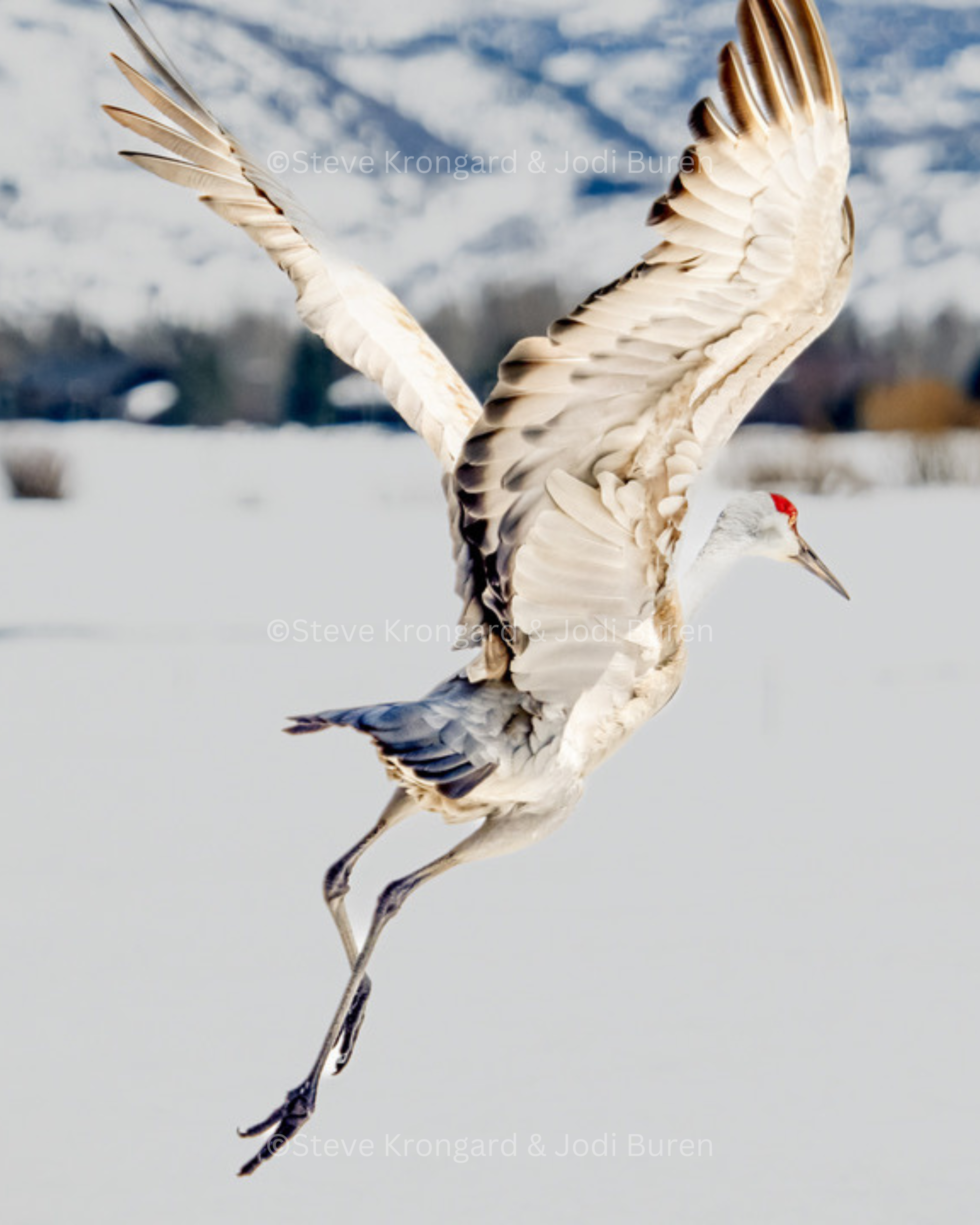 sandhill crane in mid flight with snowy nature preserve in the background