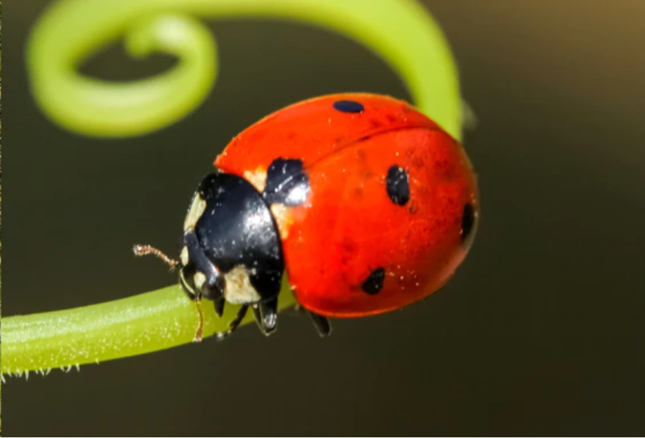 Seven-spotted lady beetle