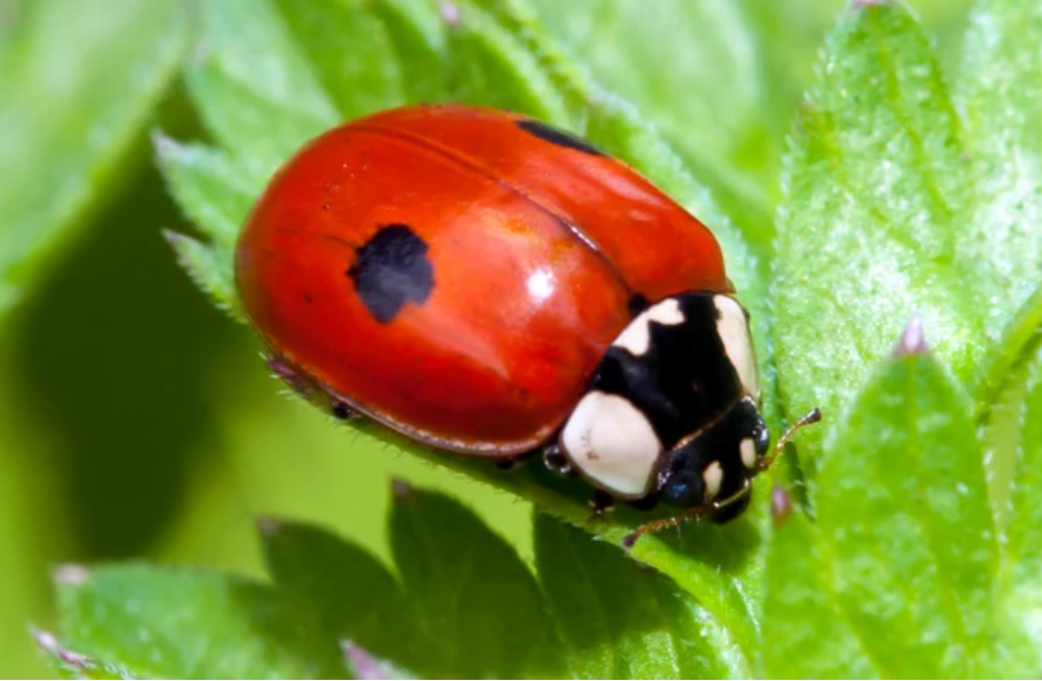 Two-Spotted Lady Beetle (Adalia bipunctata)