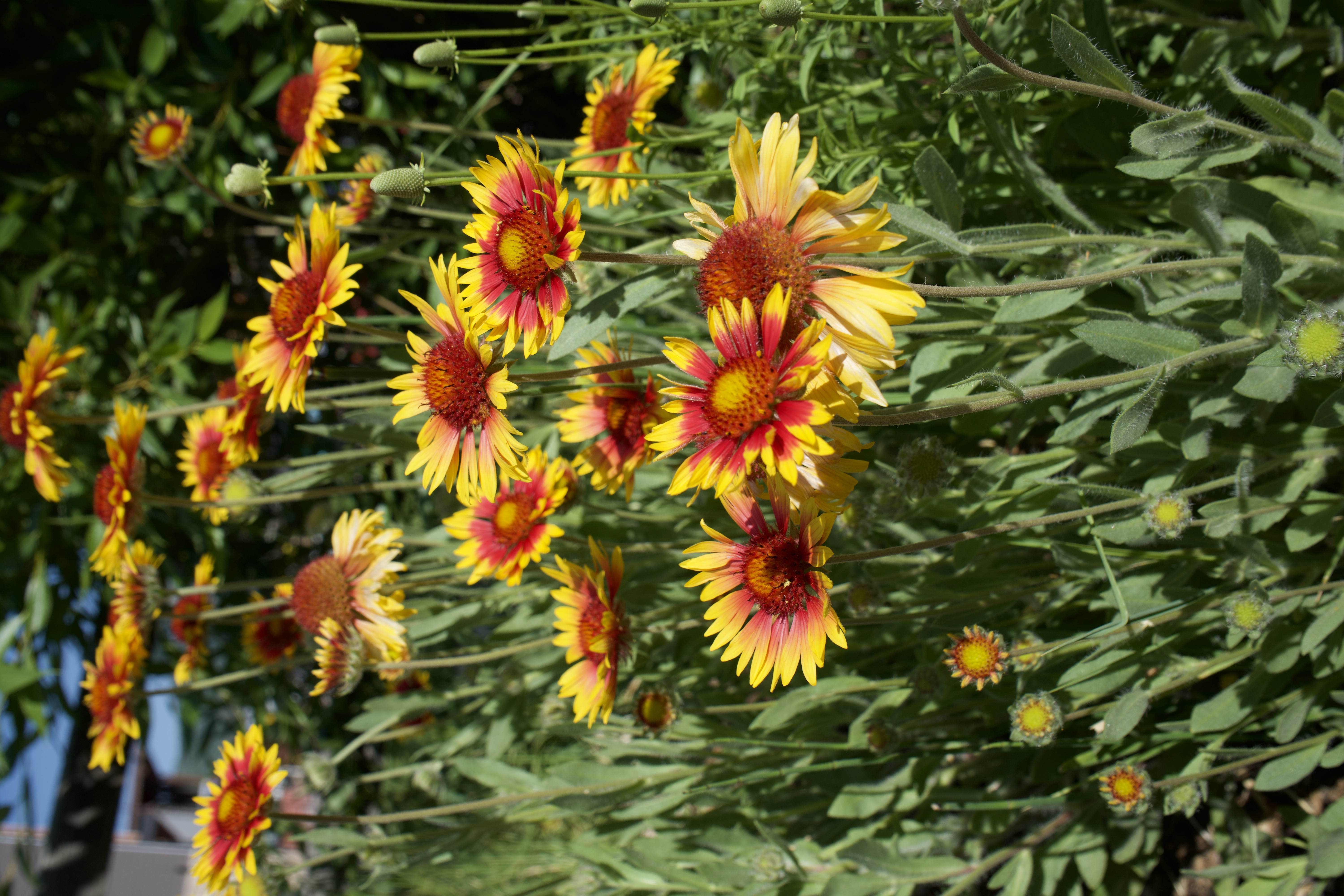 Bright yellow and red Blanketflower bunch in the Swaner Demonstration Garden.