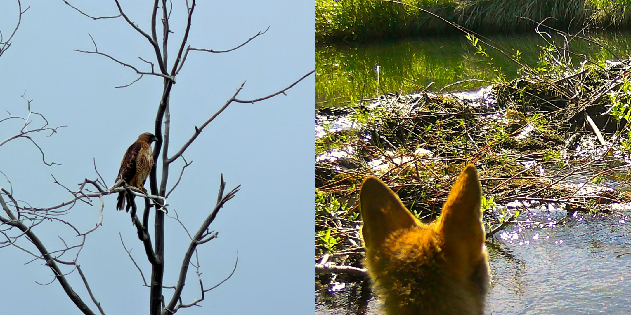 Left side of image is red-tailed hawk posing in dead tree, and the other photo is the back of a fox's head looking at a beaver dam caught by a trail camera.