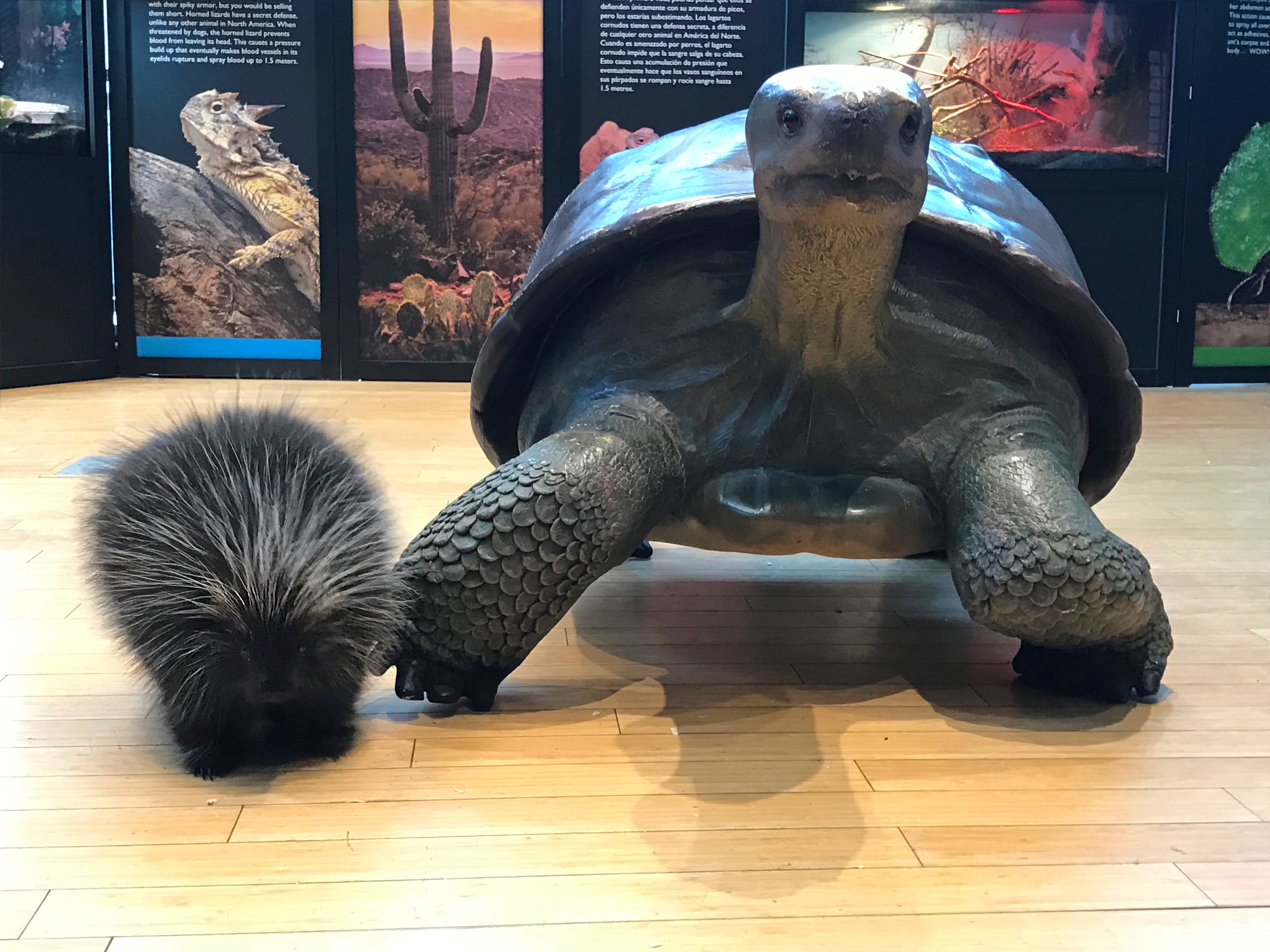porcupine and turtle