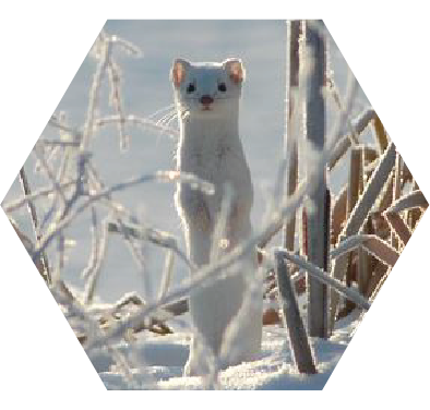 Comadreja de cola corta/armiño