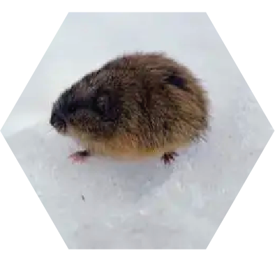 lemming pardo
