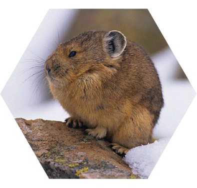 pika americana