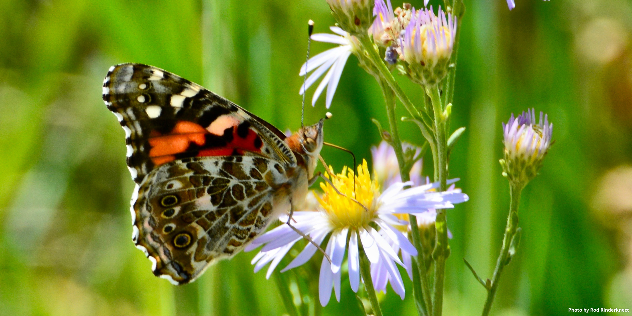 Painted Lady butterfly