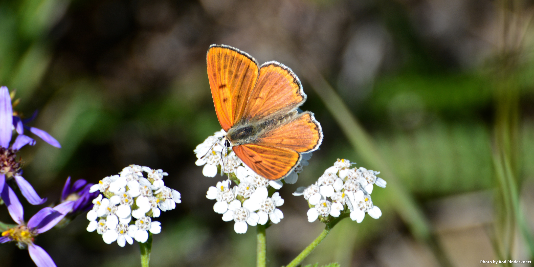 Ruddy Copper butterfly
