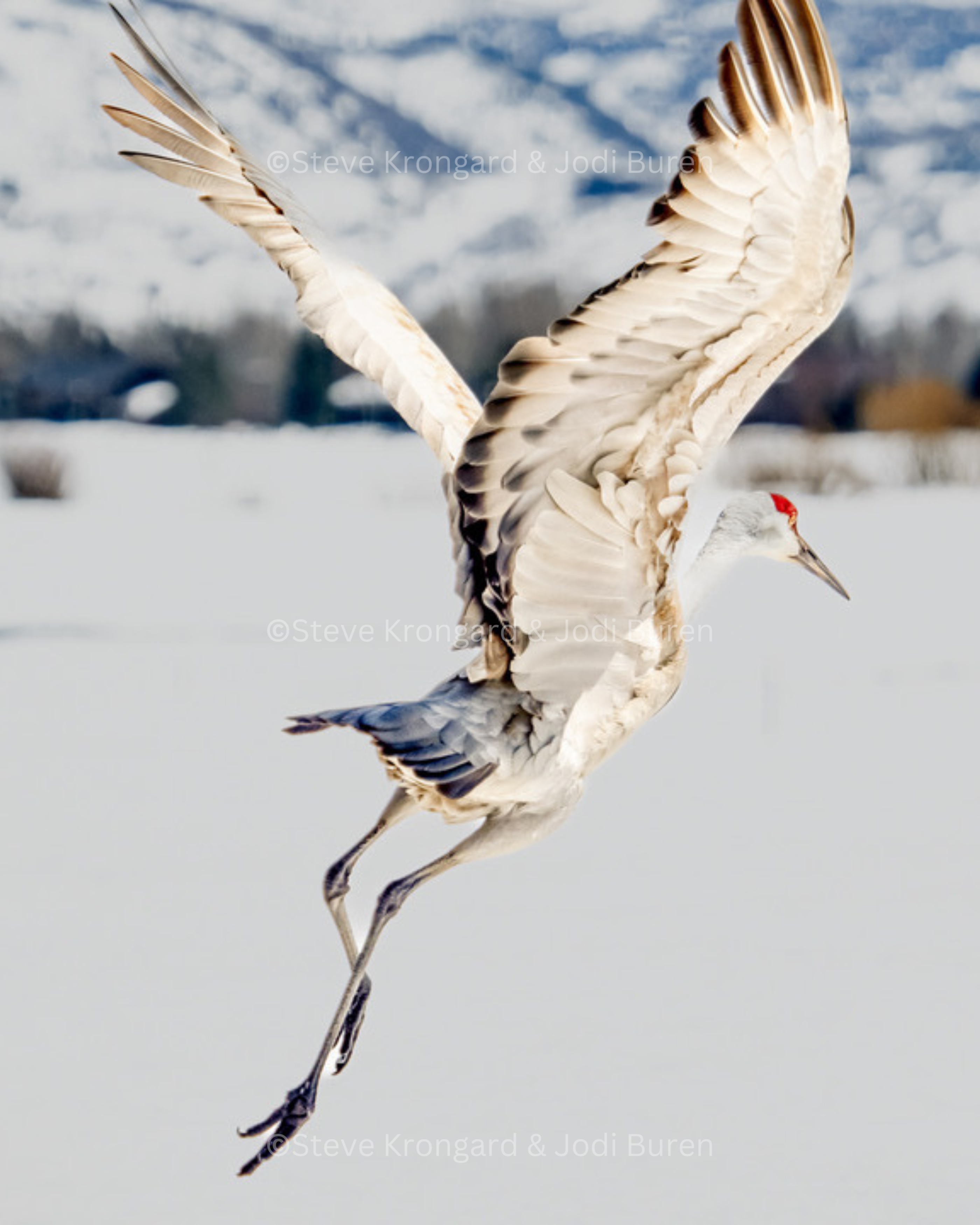 Sandhill crane in mid-flight over snowy nature preserve