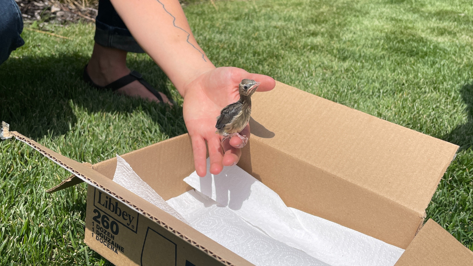 person holding baby bird above box on a lawn