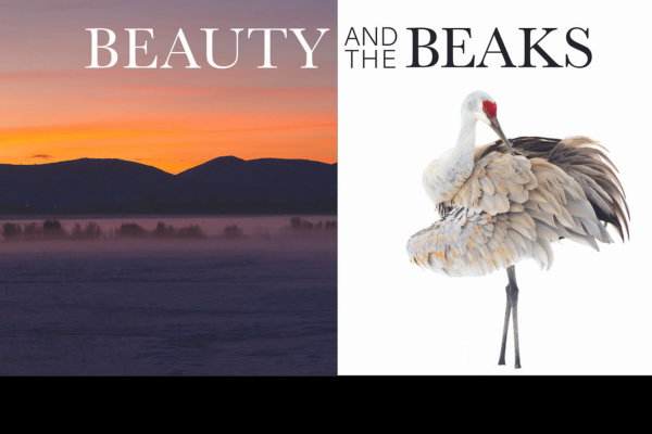 one half of the image is a sunrise with the mountains in the background, and the other half is a sandhill crane in the snow. The words "Beauty and the Beaks" is overlaid on top.