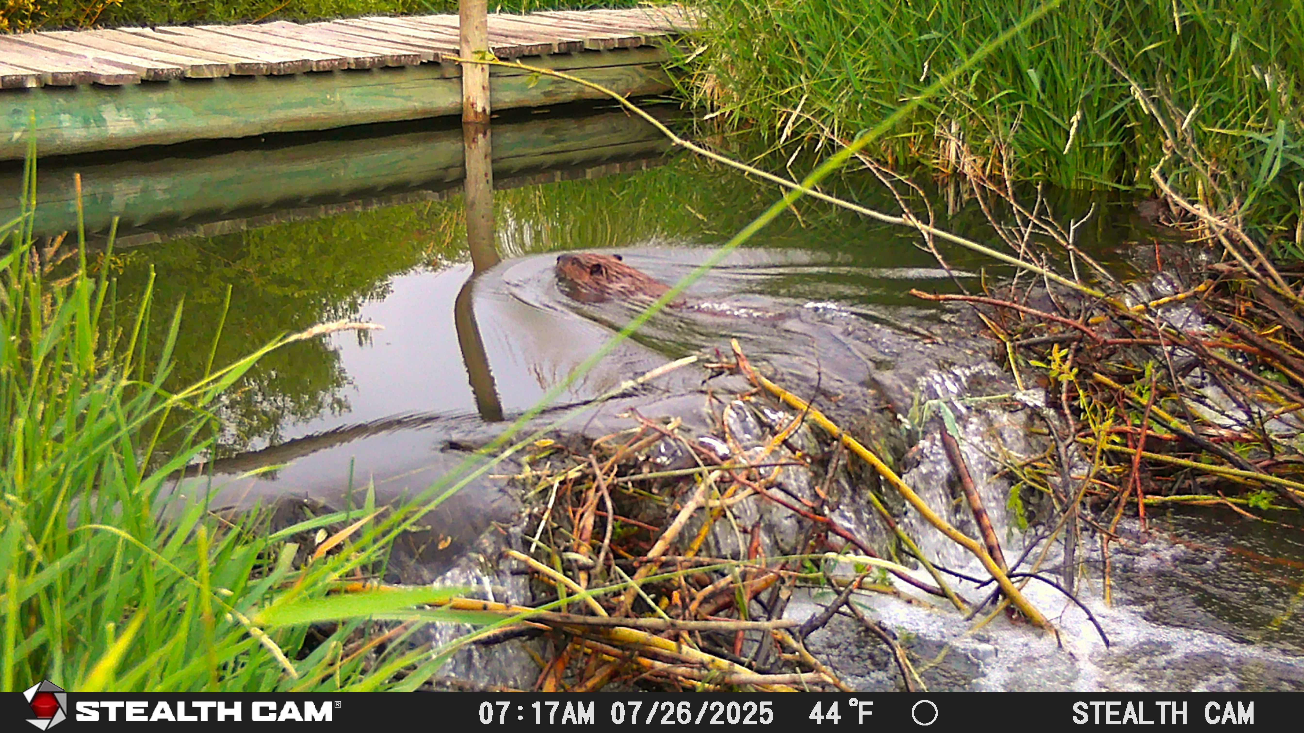 Beaver building dam in stream