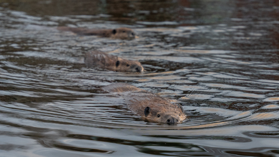 closeup of three beavers swimming in a pond
