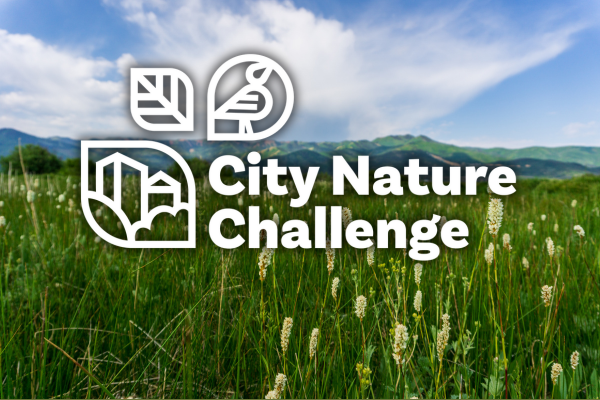 field of bistort with mountains in background, overlaid is a logo saying "City Nature Challenge" with bird, leaf, and city icons