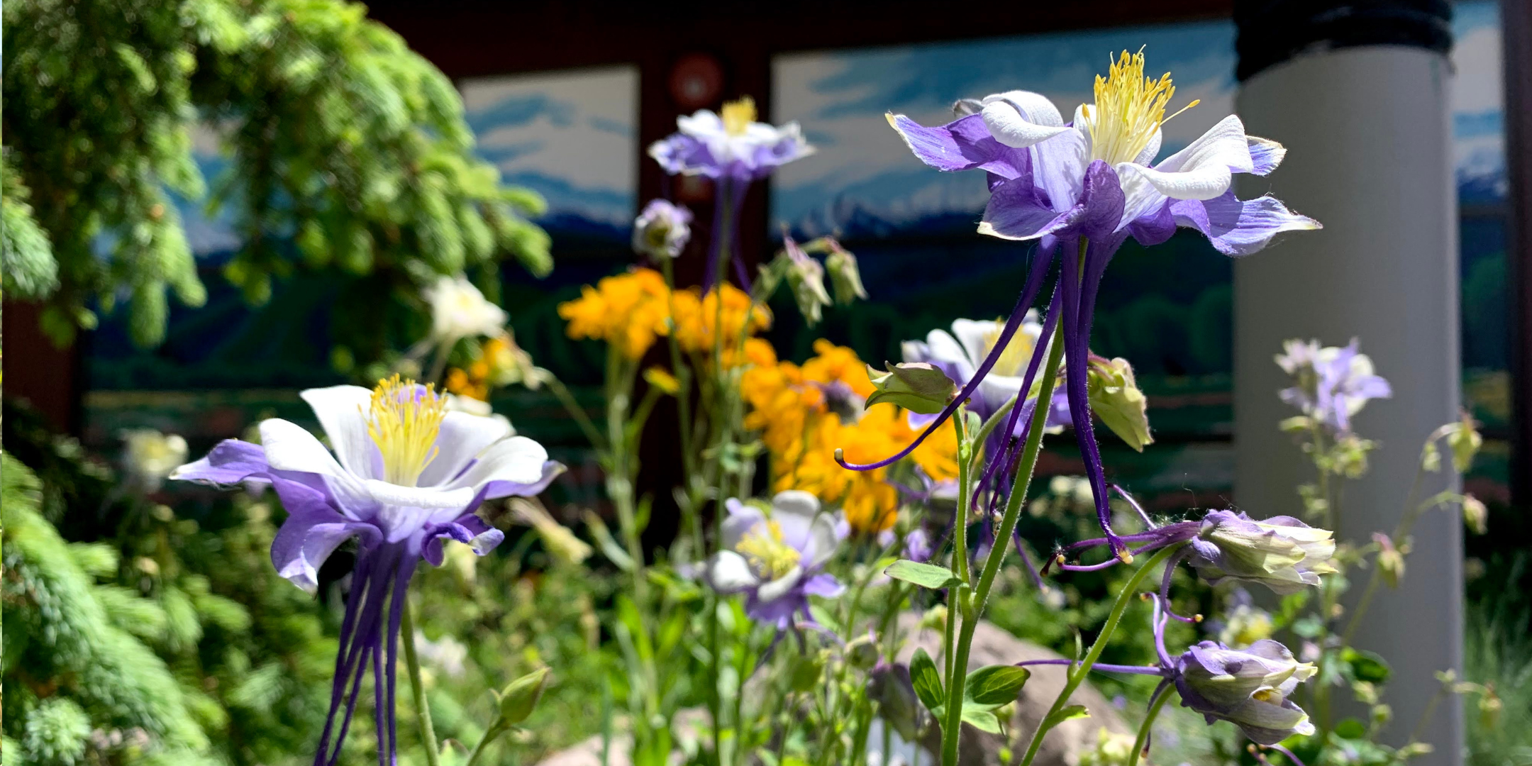 Purple columbine flowers shot up close in pollinator garden; yellow flowers, pine and red building blurred in the background.