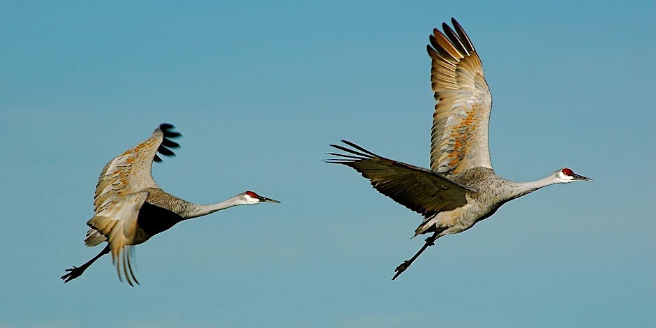 Two sandhill cranes flying with blue cloudless sky in the background