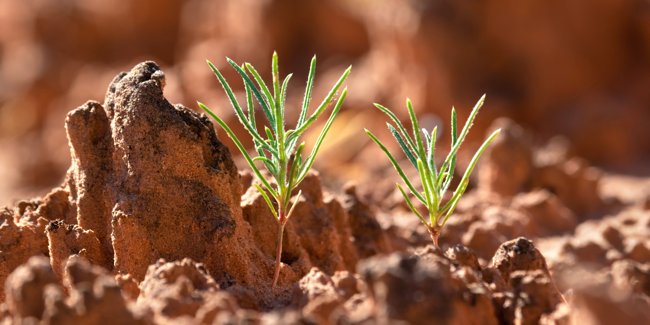 Life on the Edge: Extreme Environments | Swaner EcoCenter