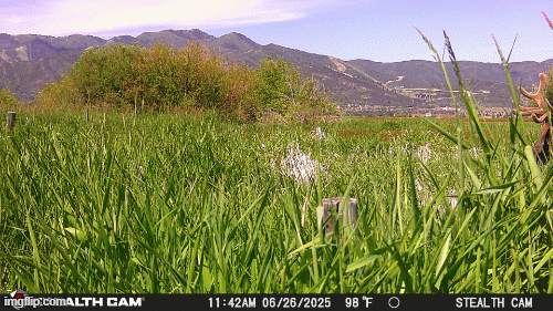 GIF of an elk walking through tall grass