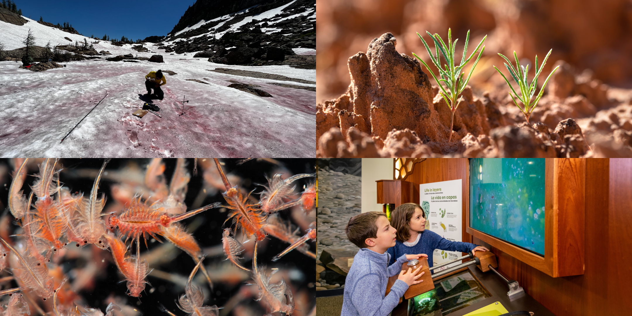 4 photos in quadrants; text description below the image