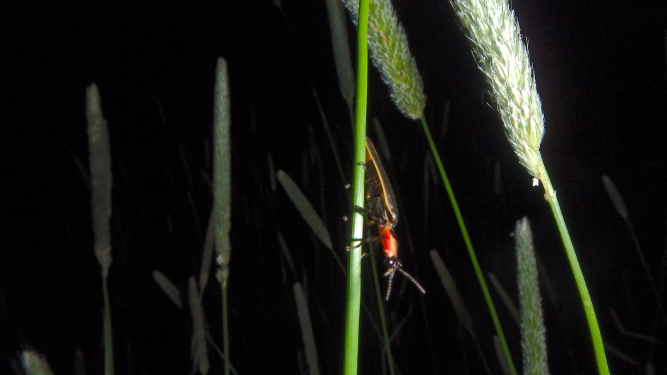 firefly on plant at nighttime