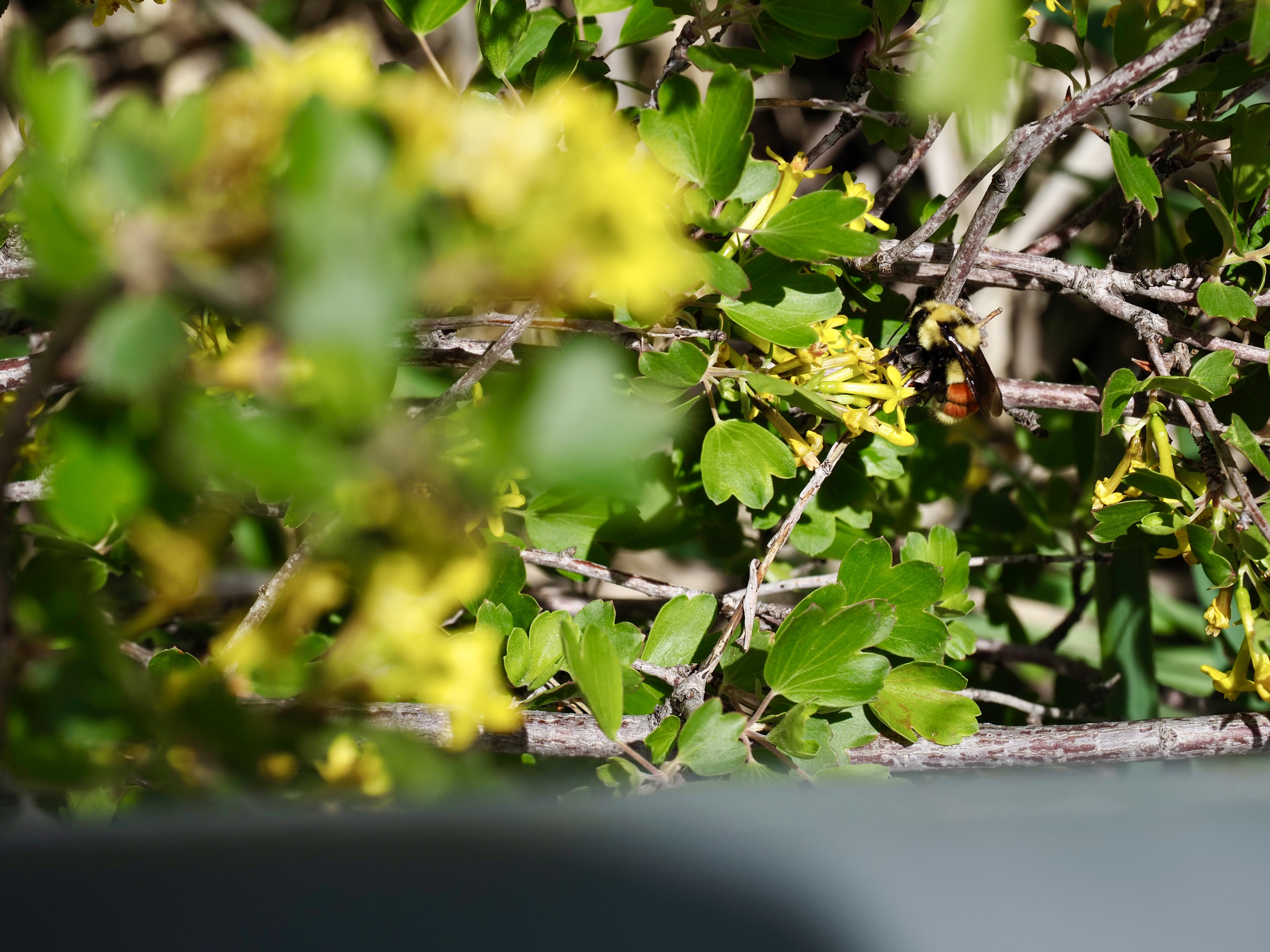 The native Hunt's Bumblebee enjoys a blossoming golden currant outside the EcoCenter (Photo: Brad Allenick)