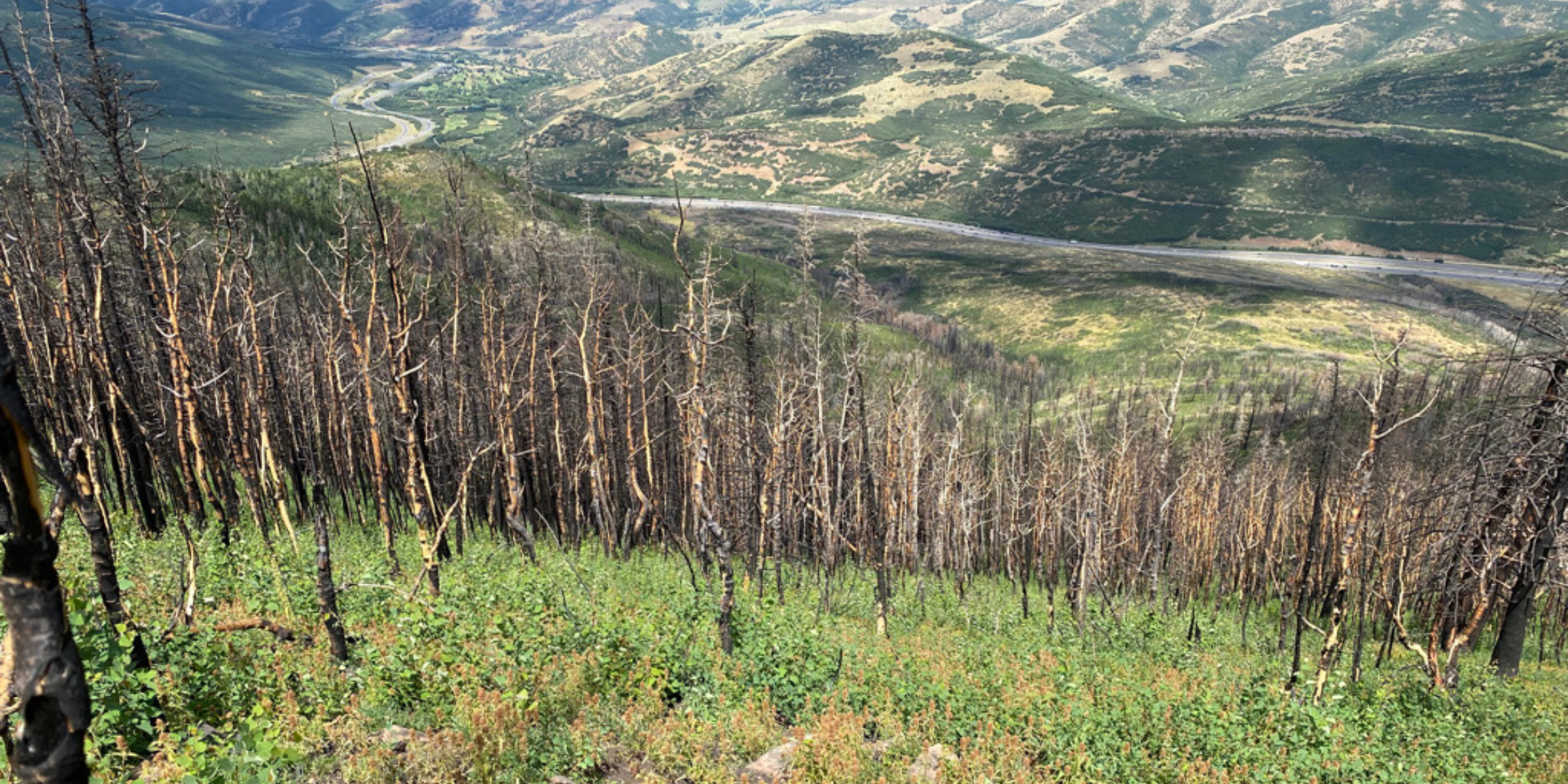 Burnt trees overlooking Parley's Canyon and I-80