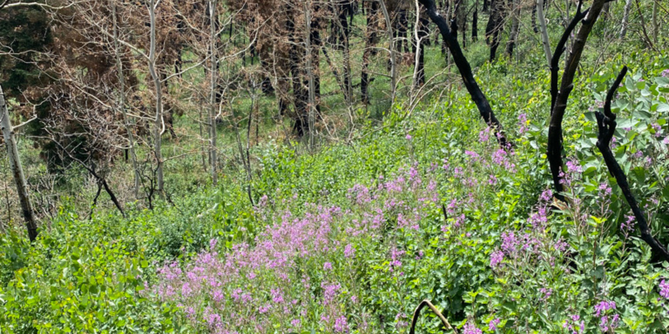 Burnt trees surrounded by new vegetation, including purple wildflowers