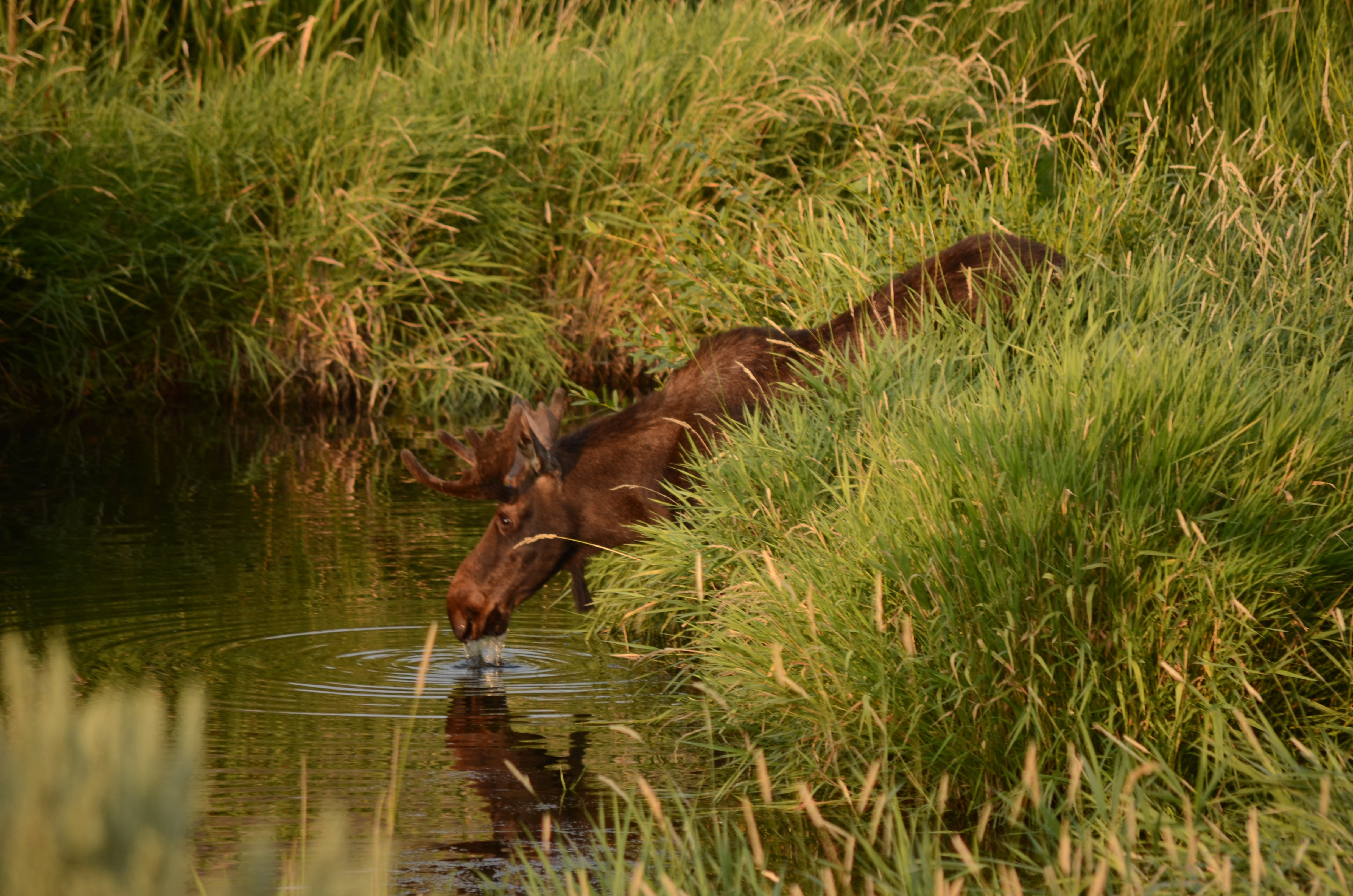 Male moose at the bank of a stream surrounded by grasses and he's drinking from the stream.