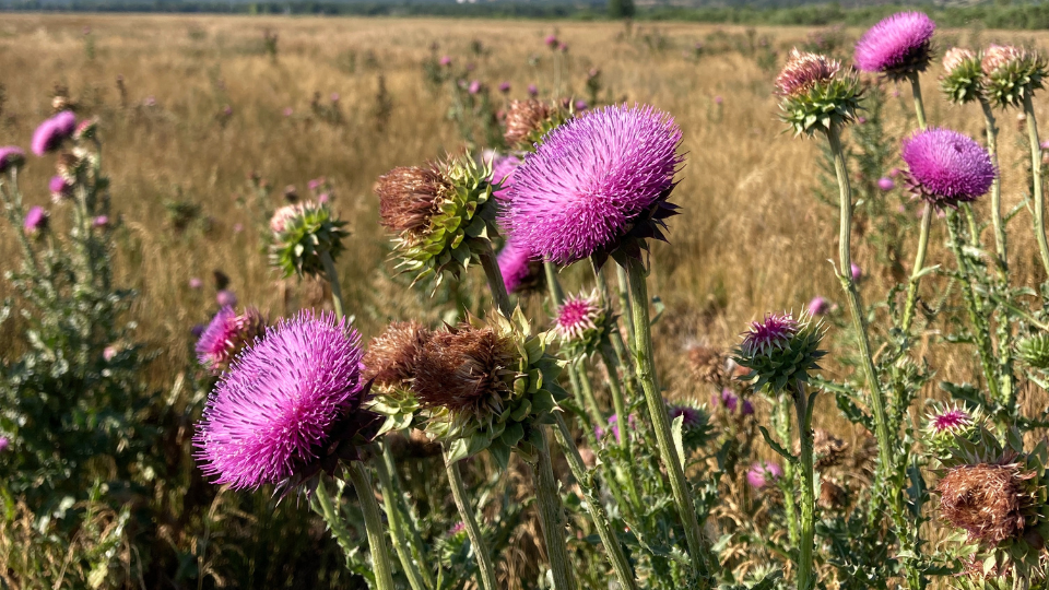 musk thistle with dry field in background