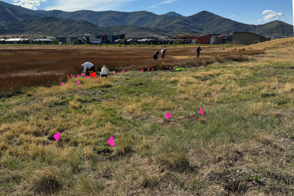 Group of volunteers planting seedlings on Swaner Preserve and placing smalll pink flags at each plant