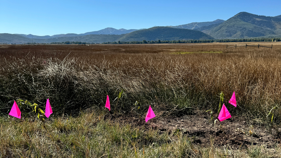 little pink flags on the Swaner Preserve during fall in Park City, UT