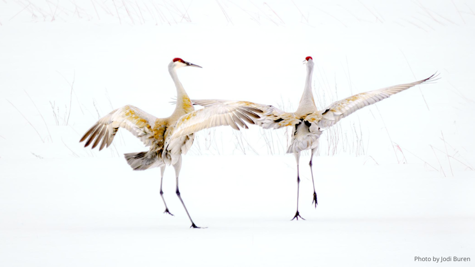 two sandhill cranes dancing in a snowy field