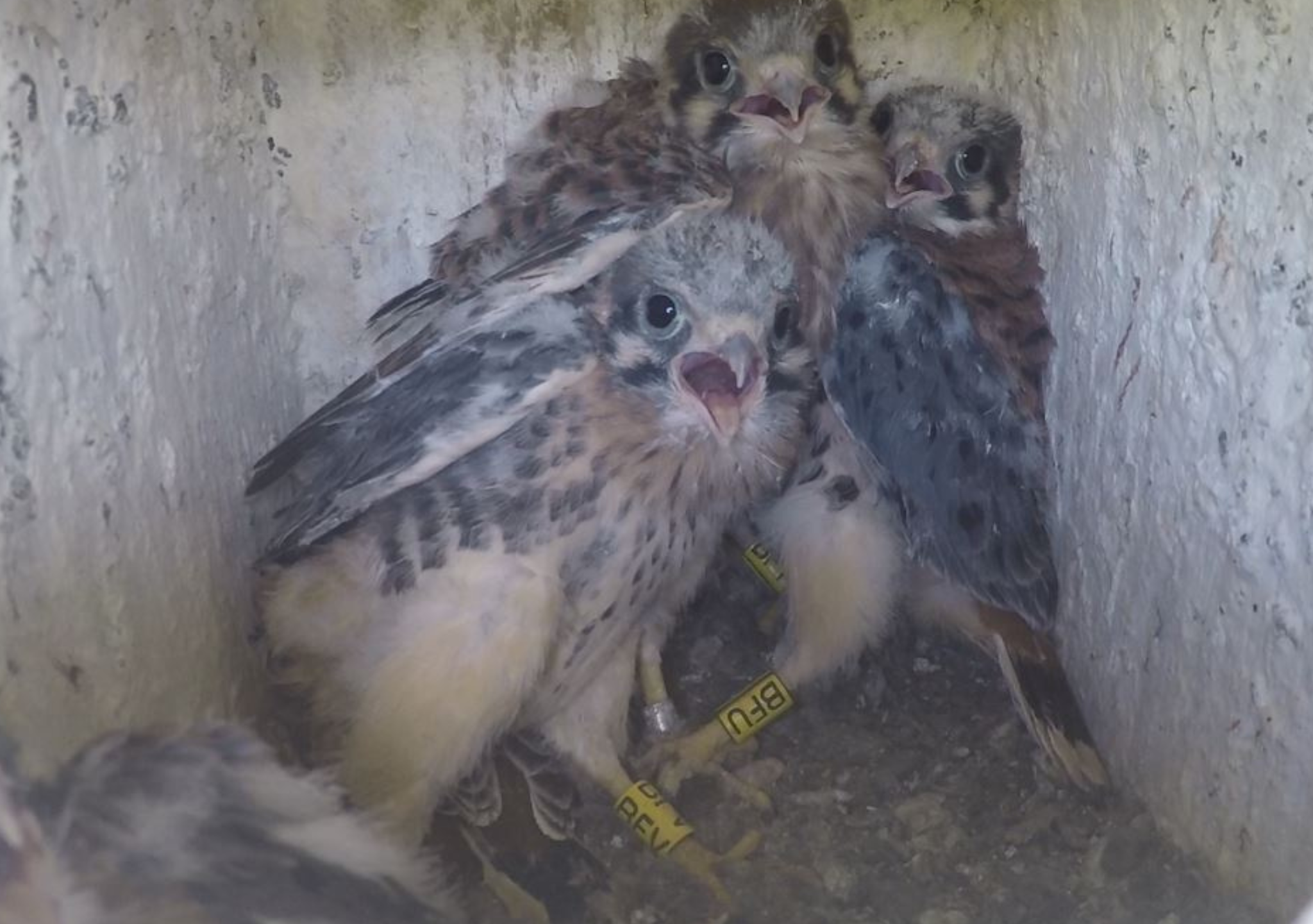Kestrel chicks seen in a nest box on Swaner Preserve