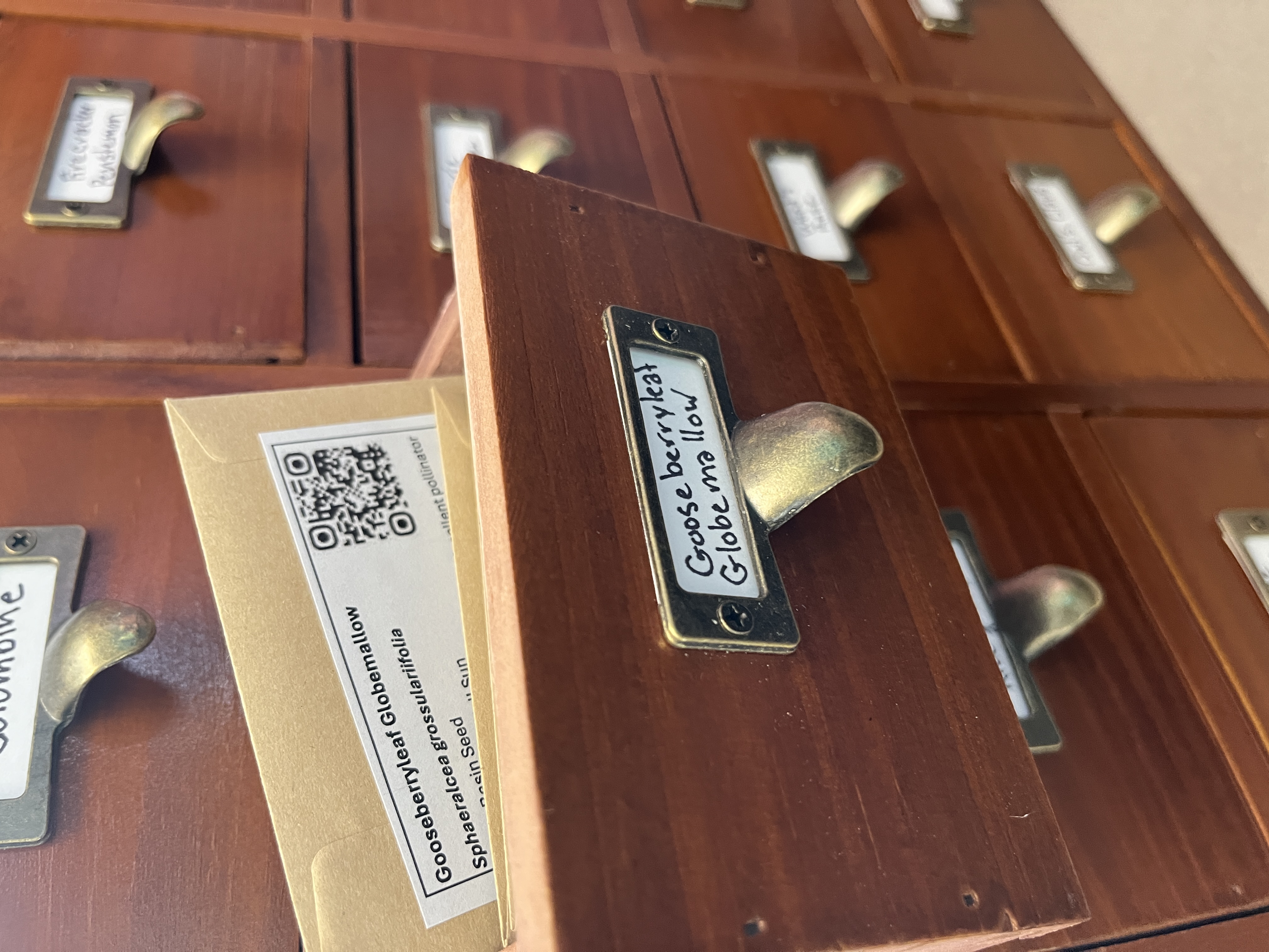 Small wooden cabinet with many small drawers with metal label holders. One drawer is slighlty pulled out, labeled Gooseberryleaf Globemallow, has a small packet of seeds sticking out. 