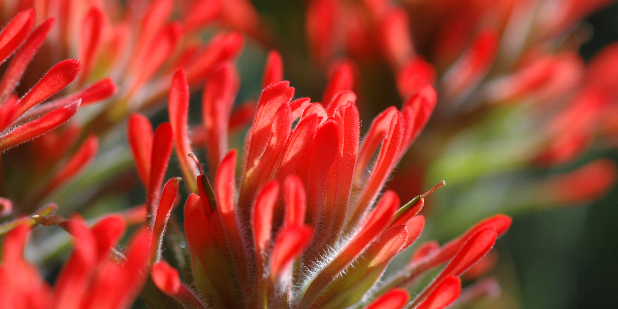 Red wildflower closeup
