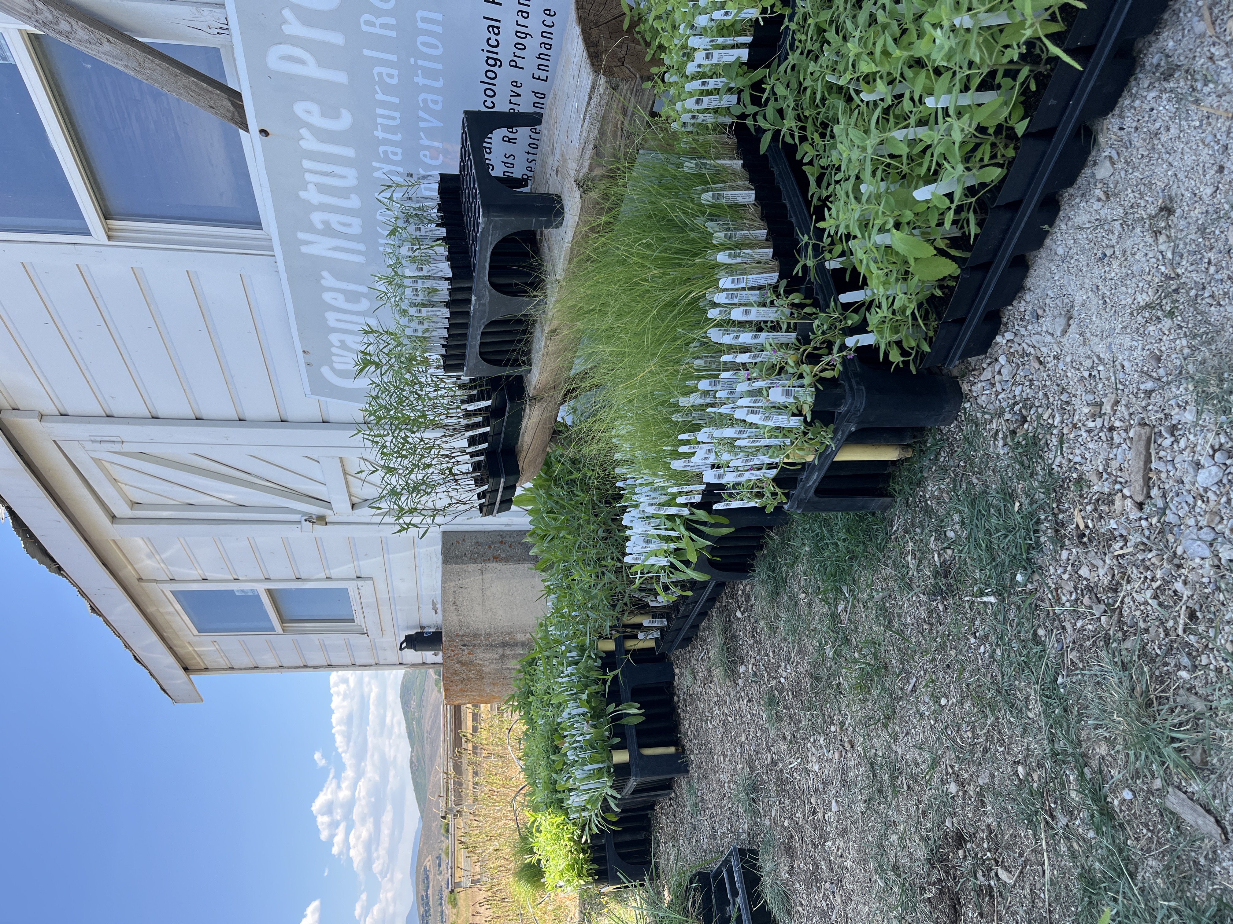 hundreds of pollinator plants sitting outside of white milk barn