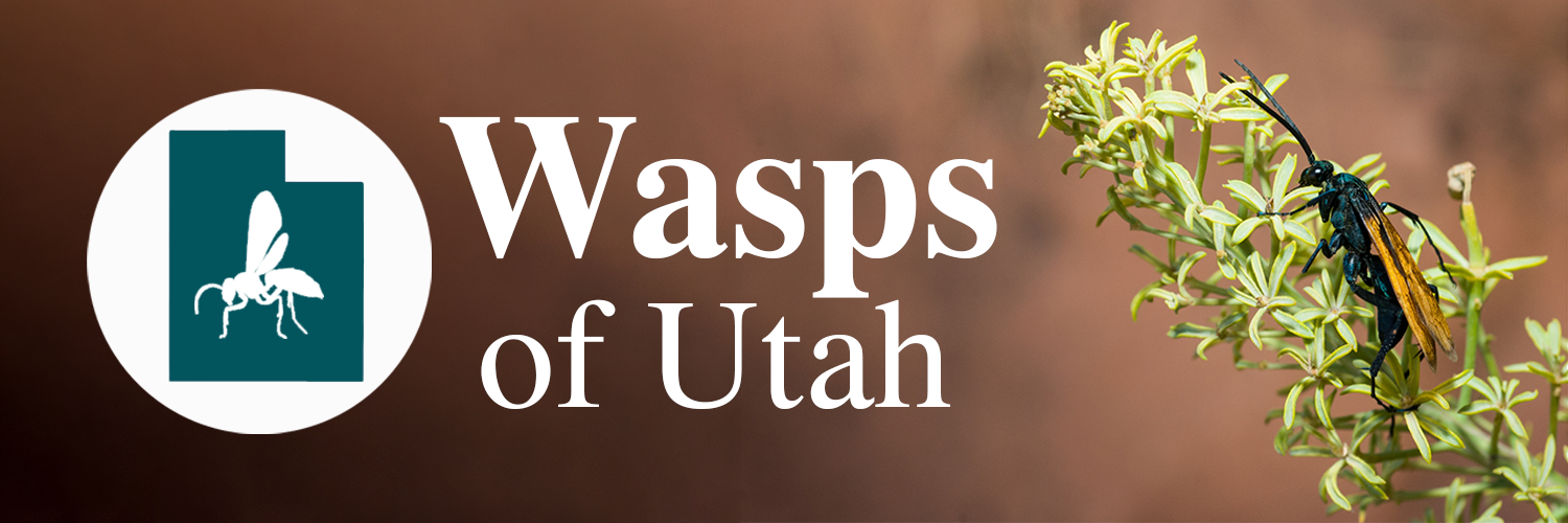 Wasps of Utah