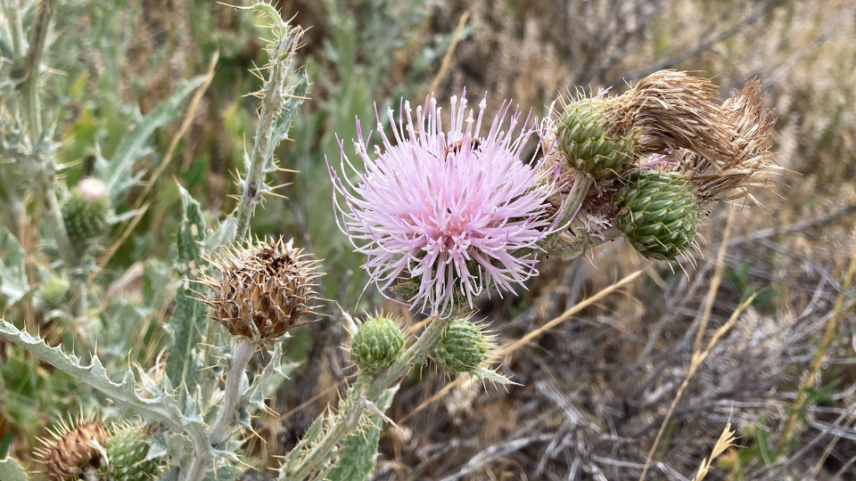 wavyleaf thistle flower with a bug on it